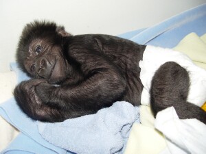 This is the best Baby Western Lowland Gorilla picture I have ever taken